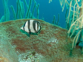 Banded Butterflyfish IMG 7293